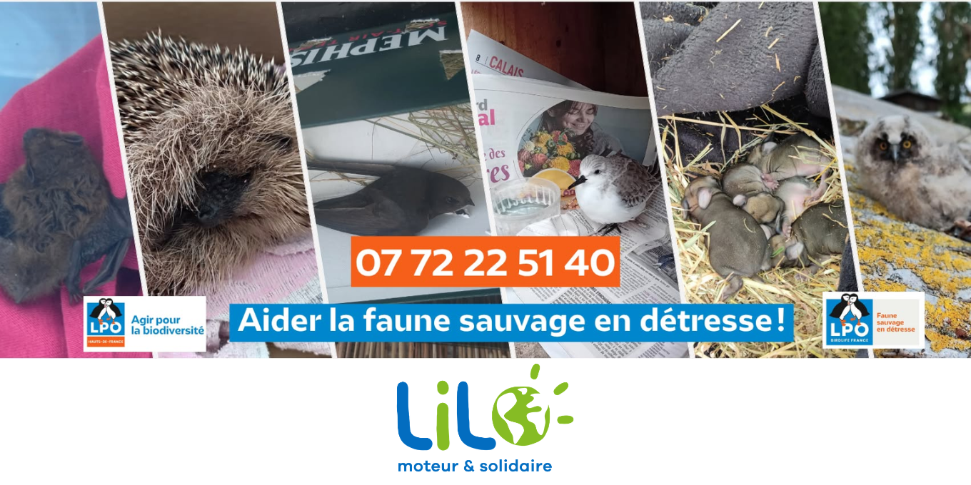 Lilo, un moteur de recherche solidaire